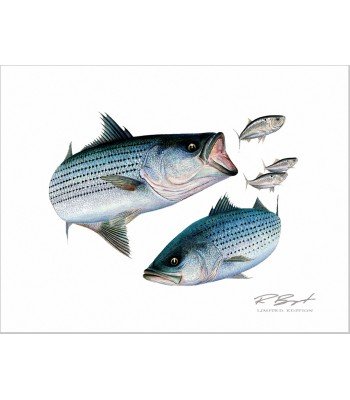 "Linesiders" Striped Bass